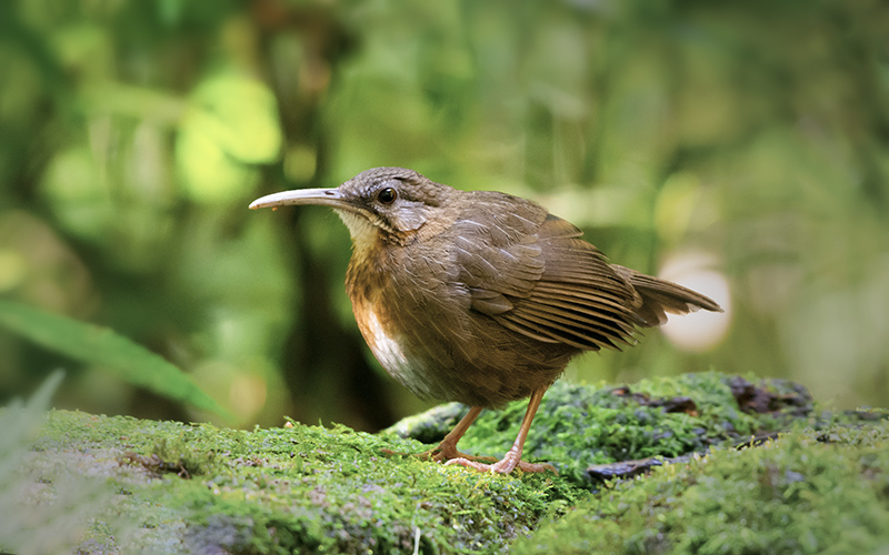 Indochinese Wren Babbler (Napothera danjoui) at Da Lat Bird Hides - Southern Vietnam. Photo by: Phuc Le - Vietnam Bird Photography Tours - Vietbirdphototours.com